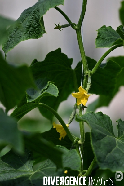 Les jardins potagers de Chambord