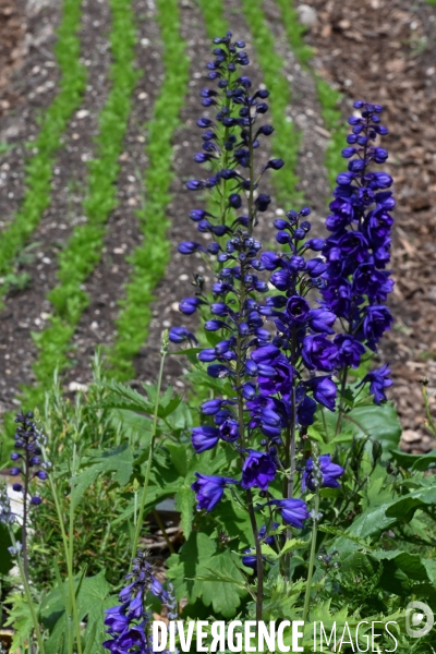 Les jardins potagers de Chambord