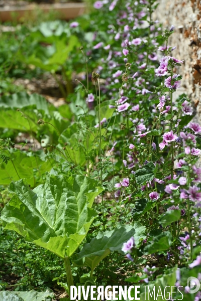 Les jardins potagers de Chambord
