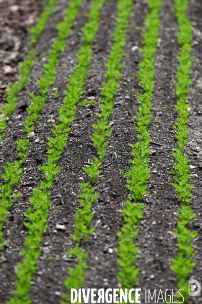 Les jardins potagers de Chambord