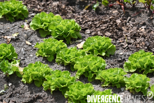 Les jardins potagers de Chambord