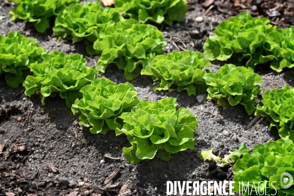 Les jardins potagers de Chambord