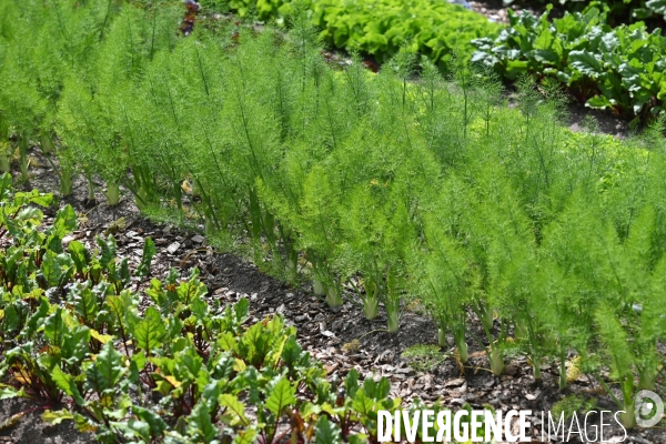 Les jardins potagers de Chambord