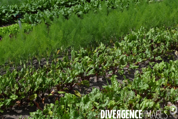 Les jardins potagers de Chambord