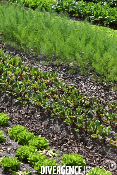 Les jardins potagers de Chambord