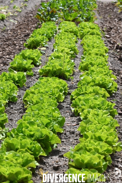 Les jardins potagers de Chambord