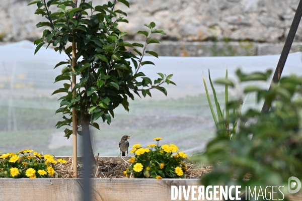 Les jardins potagers de Chambord