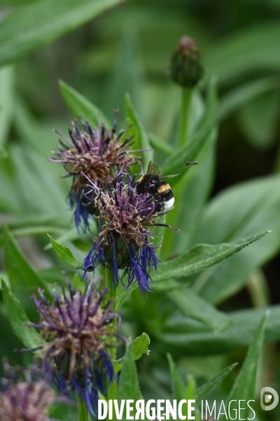 Les jardins potagers de Chambord