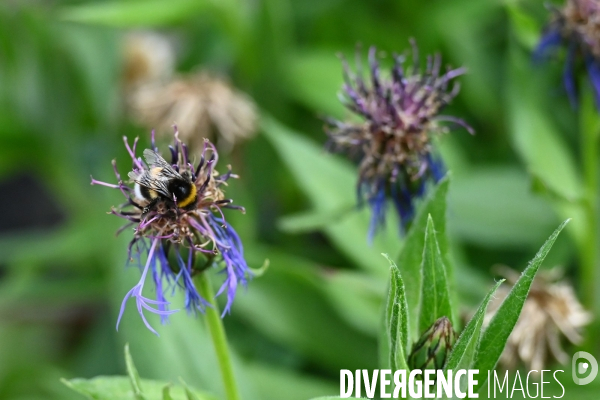 Les jardins potagers de Chambord