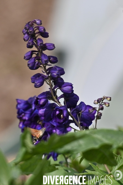 Les jardins potagers de Chambord