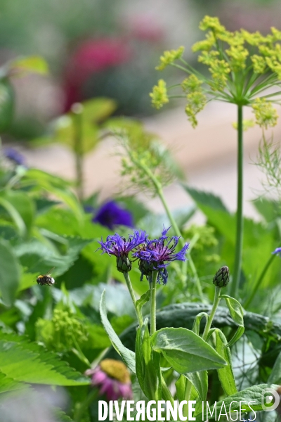 Les jardins potagers de Chambord