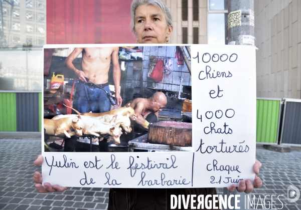 Stop au Festival de la viande de chien et chat de YULIN