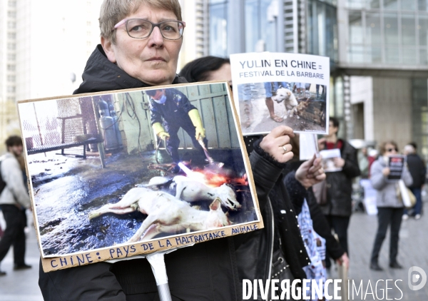 Stop au Festival de la viande de chien et chat de YULIN