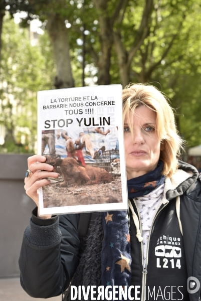 Stop au Festival de la viande de chien et chat de YULIN