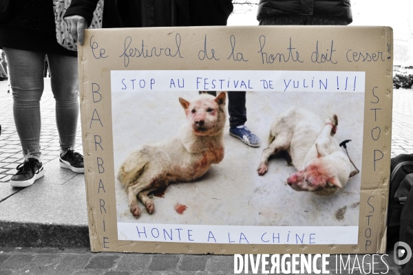 Stop au Festival de la viande de chien et chat de YULIN