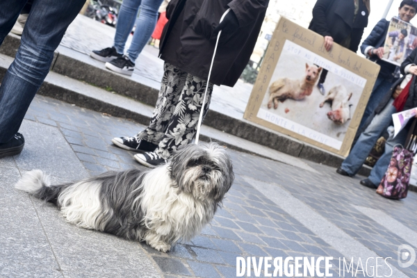 Stop au Festival de la viande de chien et chat de YULIN