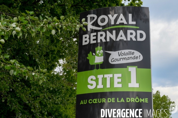 Découpe et conditionnement des volailles chez Royal Bernard