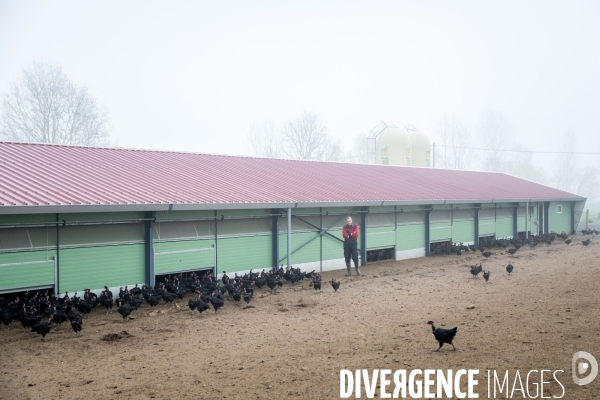 La ferme lorraine des poulets noirs à cou nu