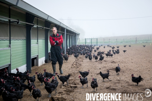 La ferme lorraine des poulets noirs à cou nu