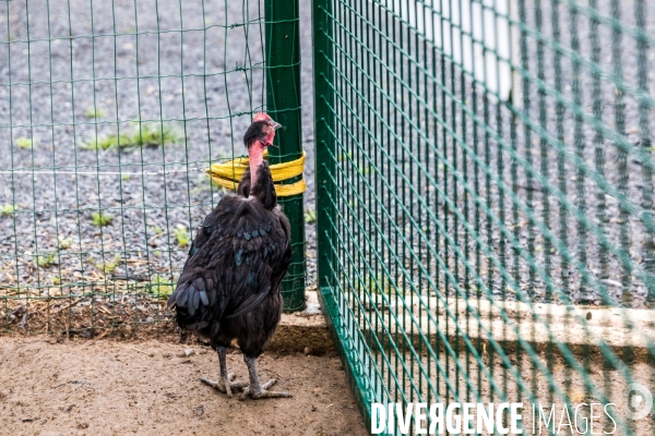 La ferme lorraine des poulets noirs à cou nu