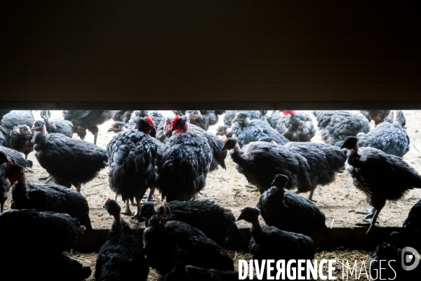 La ferme lorraine des poulets noirs à cou nu