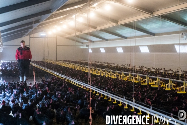 La ferme lorraine des poulets noirs à cou nu