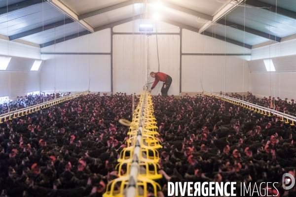 La ferme lorraine des poulets noirs à cou nu