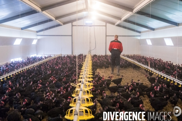 La ferme lorraine des poulets noirs à cou nu