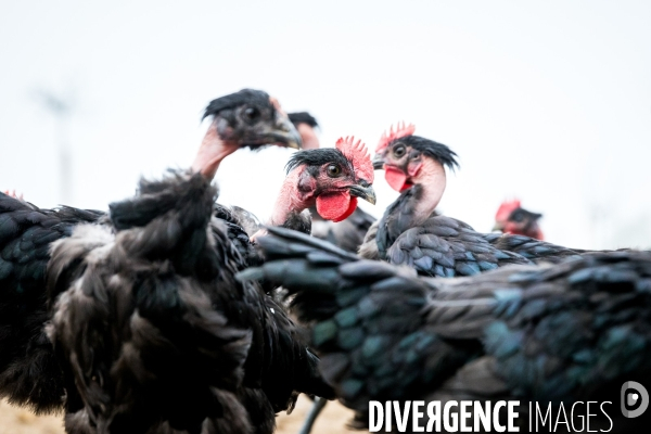 La ferme lorraine des poulets noirs à cou nu