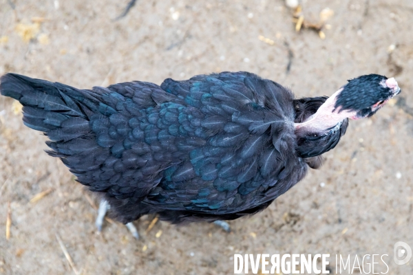 La ferme lorraine des poulets noirs à cou nu