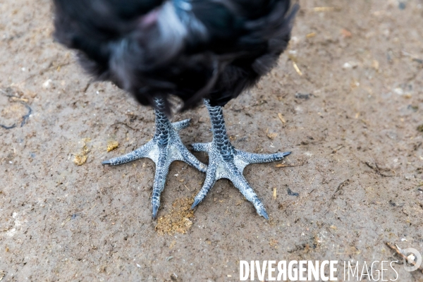 La ferme lorraine des poulets noirs à cou nu