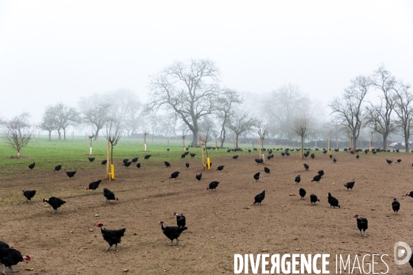 La ferme lorraine des poulets noirs à cou nu