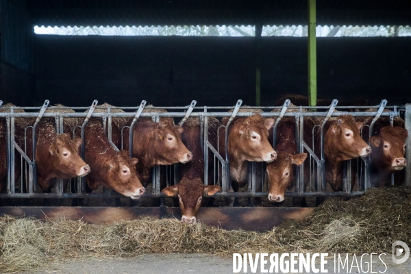 La ferme lorraine des poulets noirs à cou nu