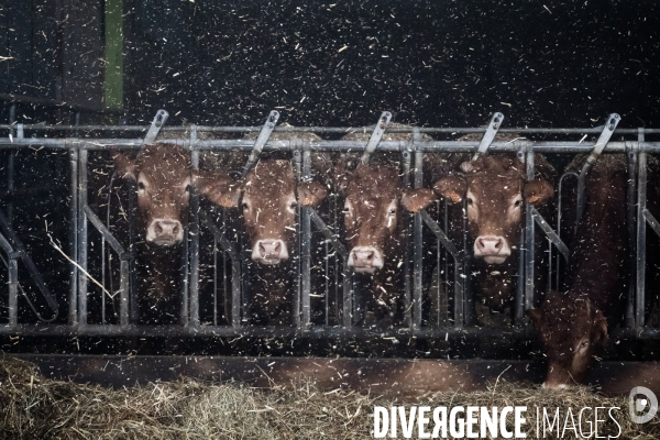 La ferme lorraine des poulets noirs à cou nu