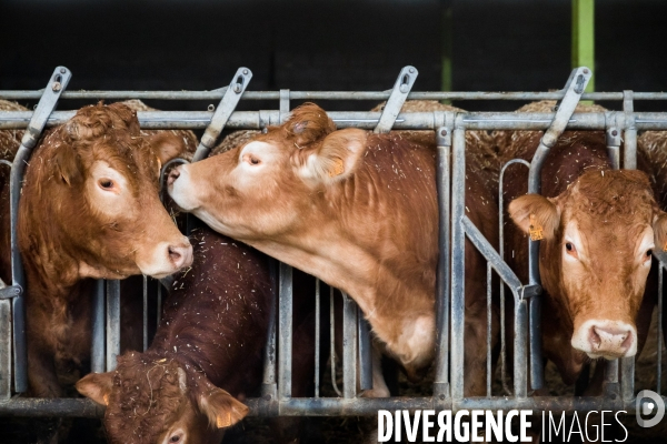 La ferme lorraine des poulets noirs à cou nu