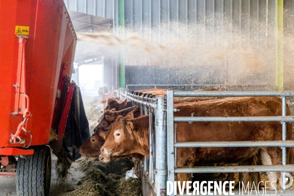 La ferme lorraine des poulets noirs à cou nu