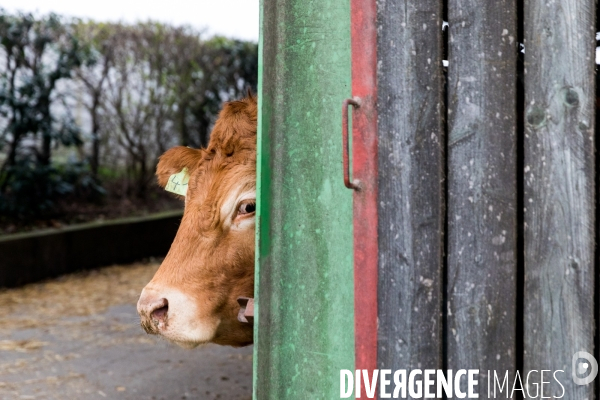 La ferme lorraine des poulets noirs à cou nu