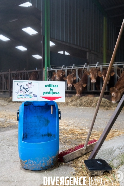 La ferme lorraine des poulets noirs à cou nu