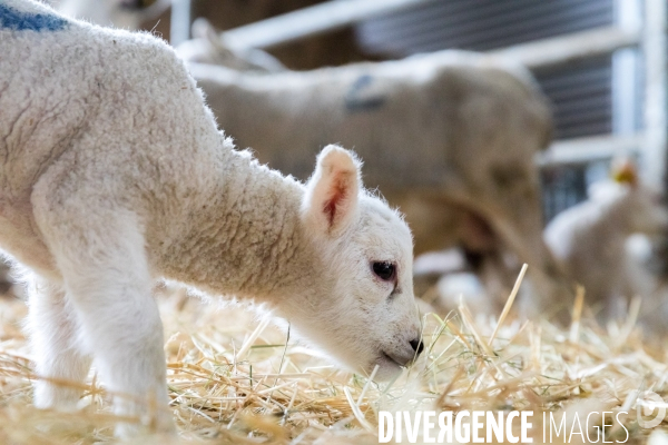 La traçabilité dans une ferme d élevage vosgienne