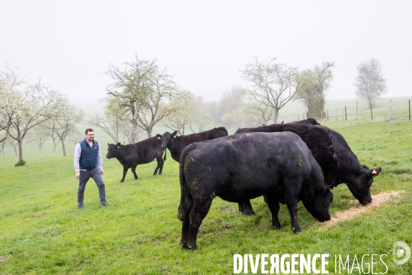 La traçabilité dans une ferme d élevage vosgienne