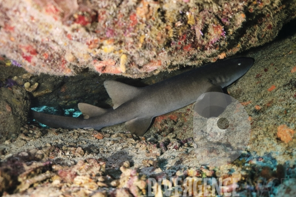 Requins-nourrices - Carriacou - îles Grenadines