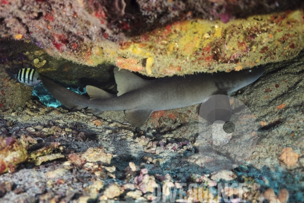 Requins-nourrices - Carriacou - îles Grenadines