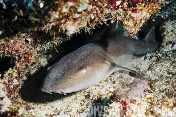 Requins-nourrices - Carriacou - îles Grenadines