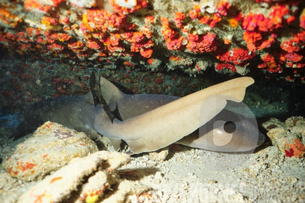 Requins-nourrices - Carriacou - îles Grenadines