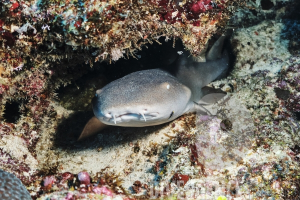 Requins-nourrices - Carriacou - îles Grenadines