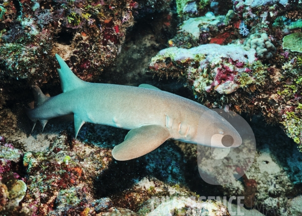 Requins-nourrices - Carriacou - îles Grenadines