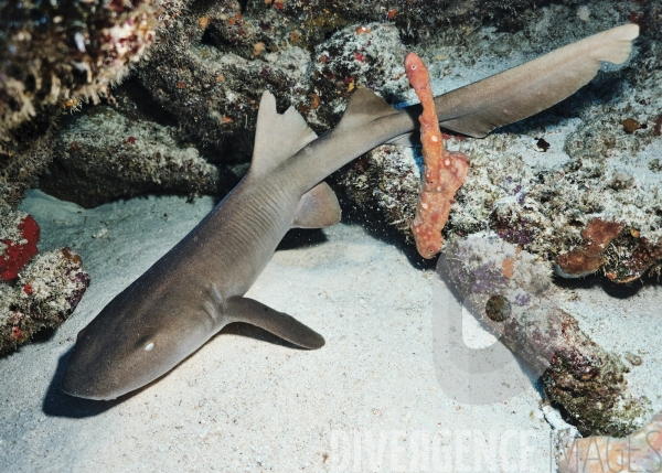 Requins-nourrices - Carriacou - îles Grenadines