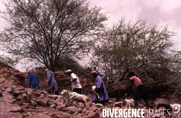 MALI : Univers secrets et sacrés du Pays DOGON.