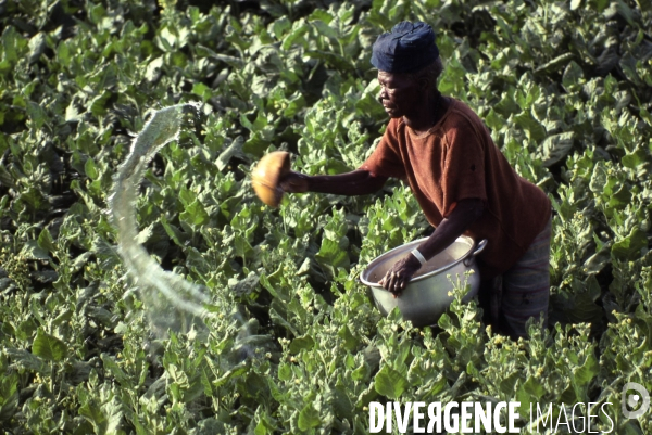 MALI : Univers secrets et sacrés du Pays DOGON.