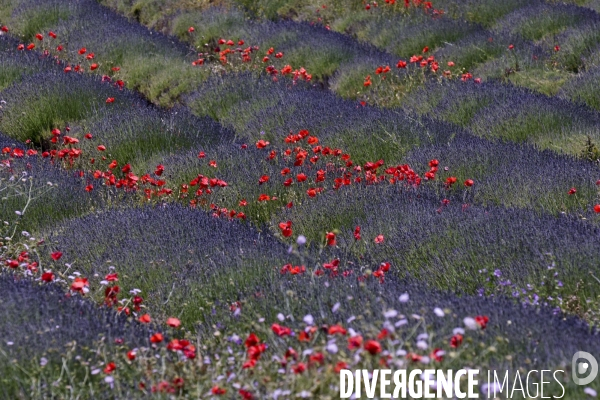 Lavande en Drôme provençale